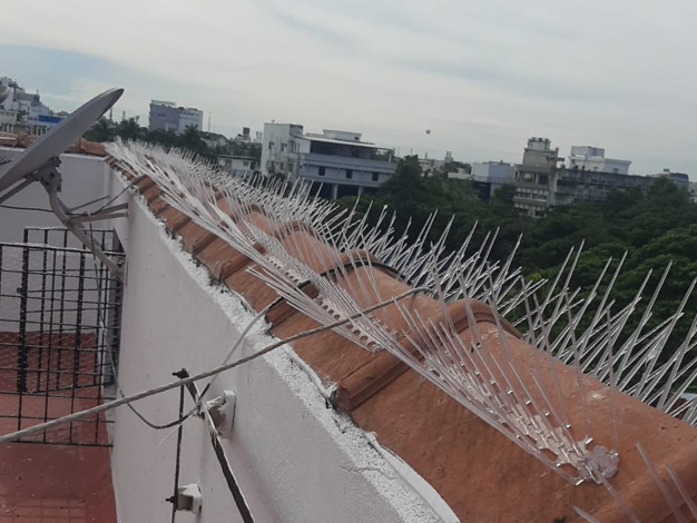 Bird Spikes Dealers In Chennai