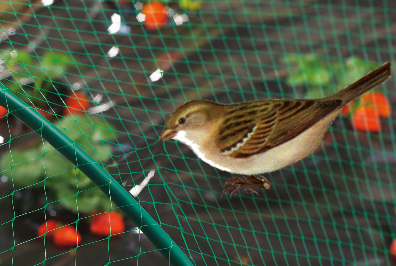  Sparrow Protection Nets in Chennai