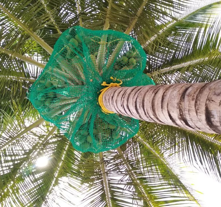 Coconut Tree Safety Nets in Chennai